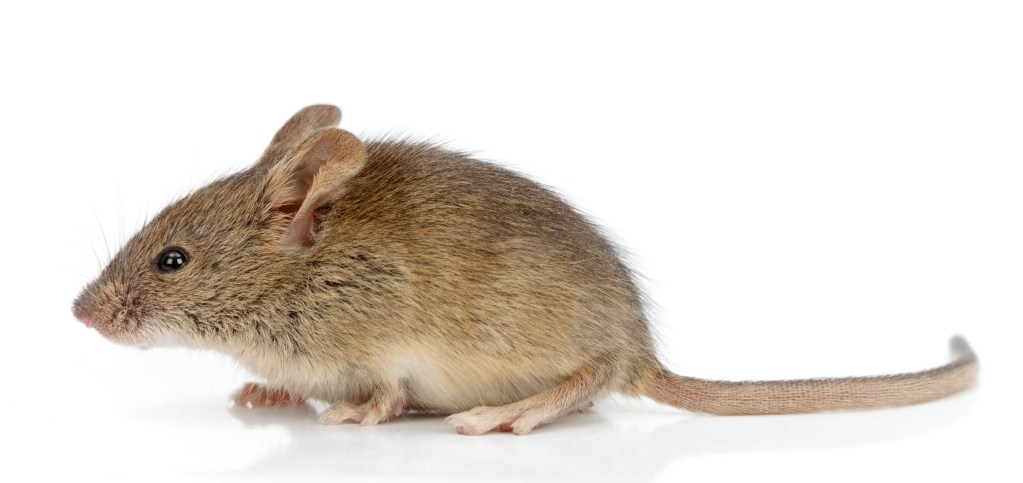 Home - Edmonton Exterminators Ltd. Mouse