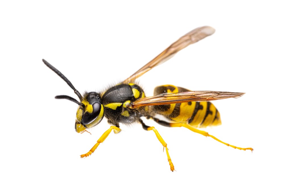 Home - Edmonton Exterminators Ltd. Wasp