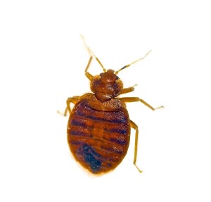 Home - Edmonton Exterminators Ltd. bed bug